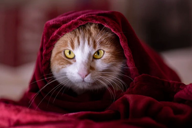 Кот в одеяле