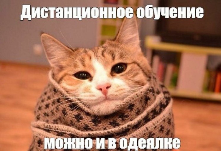 Кошка в шарфике