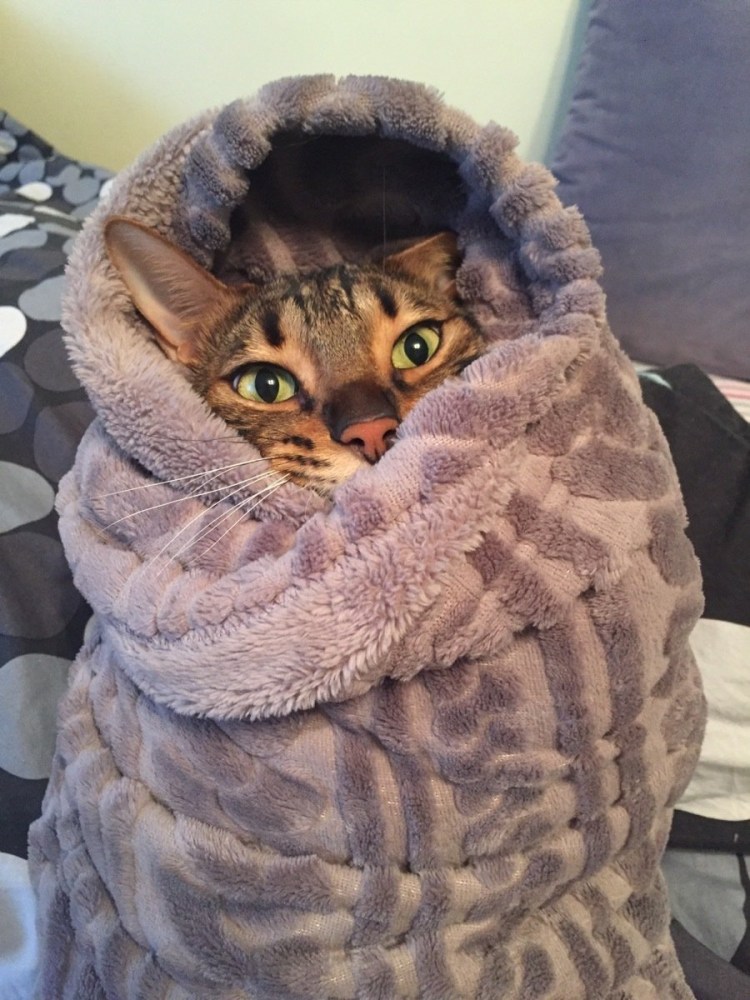 Котенок в одеяле