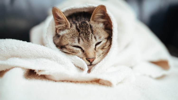 Котенок под пледом