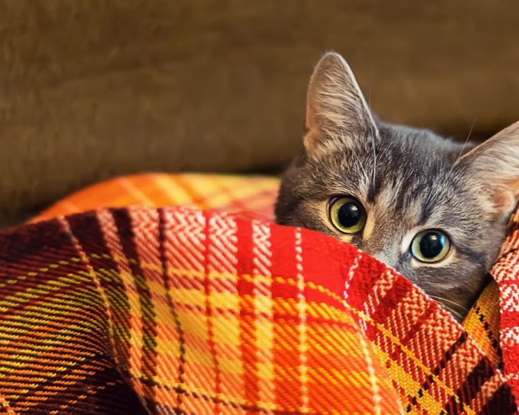 Кот под одеялом