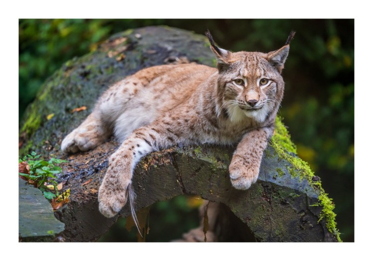 Каракал пустельний