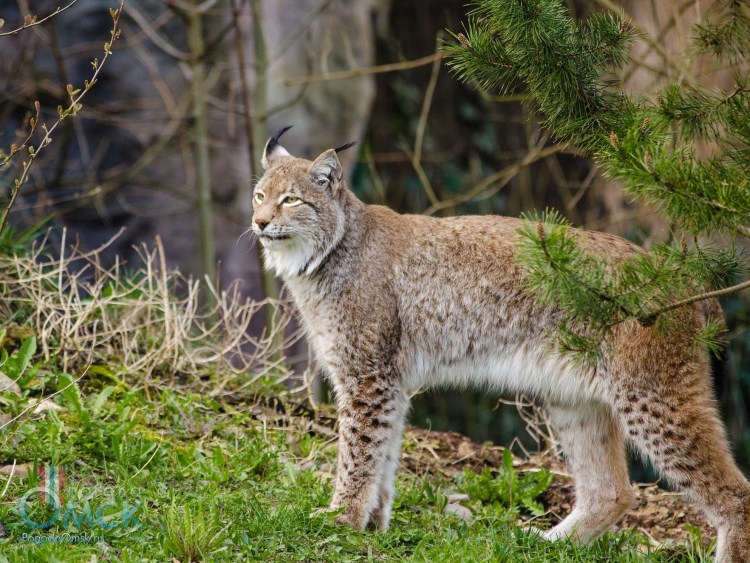Гепард против рыси