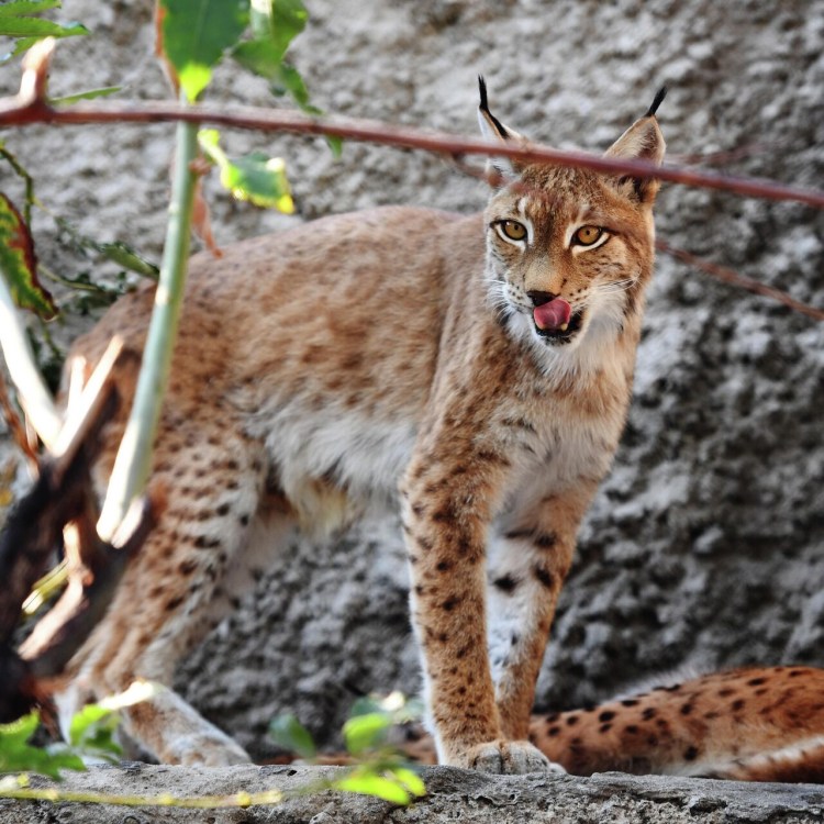 Канадская Рысь с рысенком