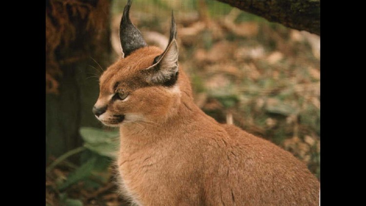 Туркменский каракал