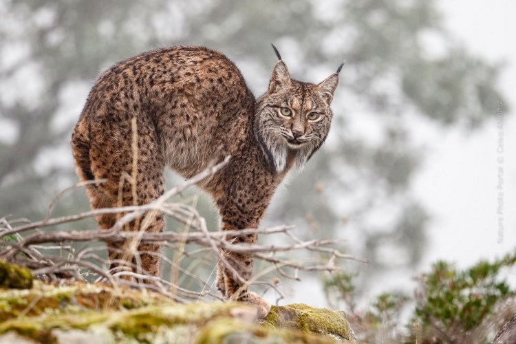 Фото рыси в дикой природе