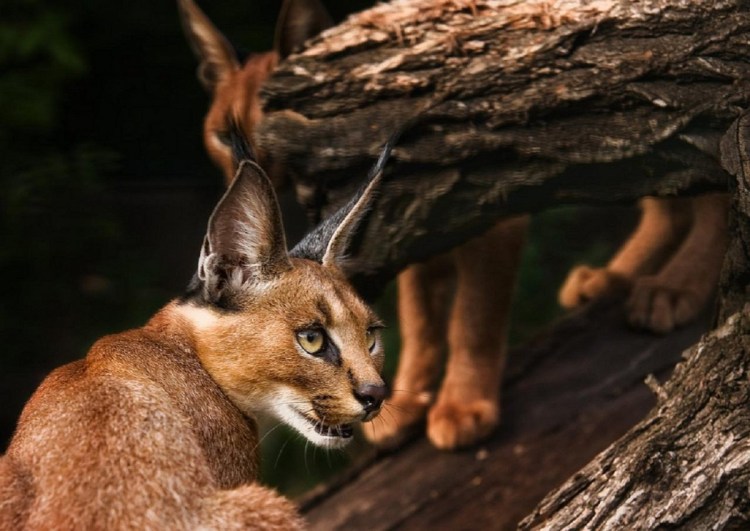Сервал и каракал