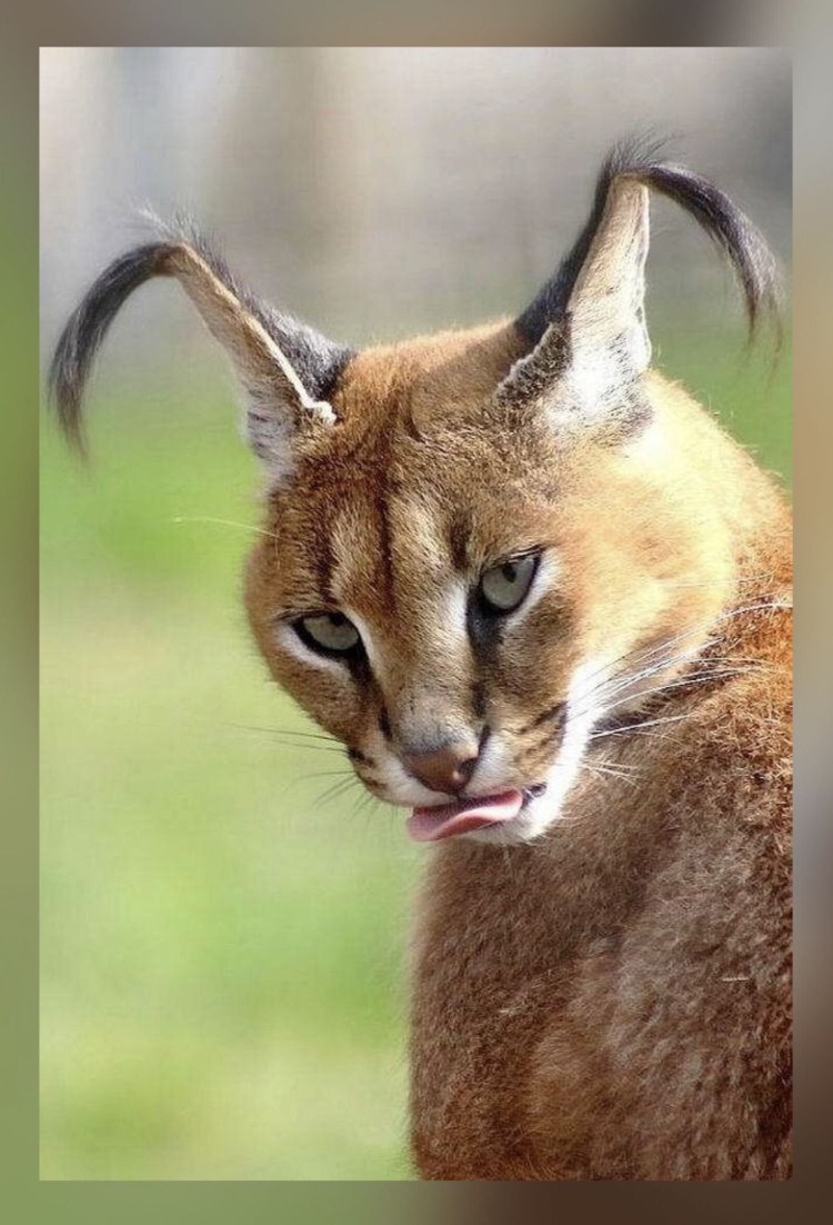 Каракал пустынная Рысь котенок