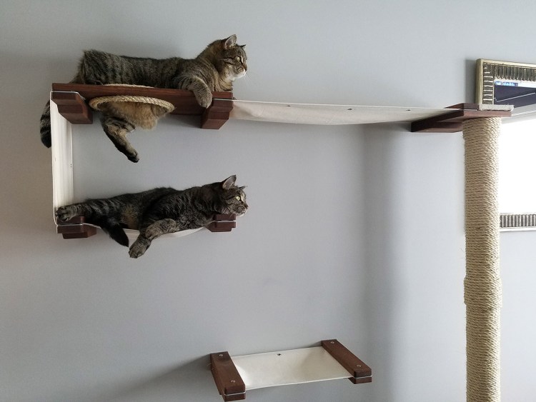 Котикам комплекс