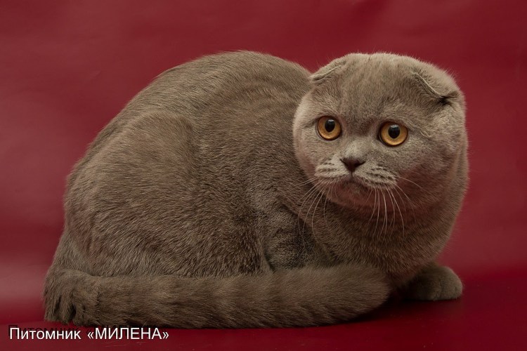 Лиловый шотландский скоттиш фолд
