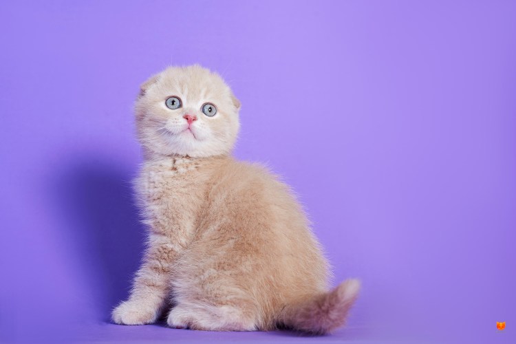 Лиловый британец