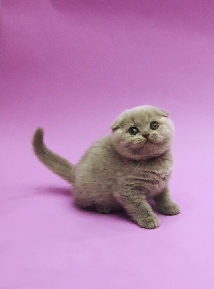 Британский вислоухий кот