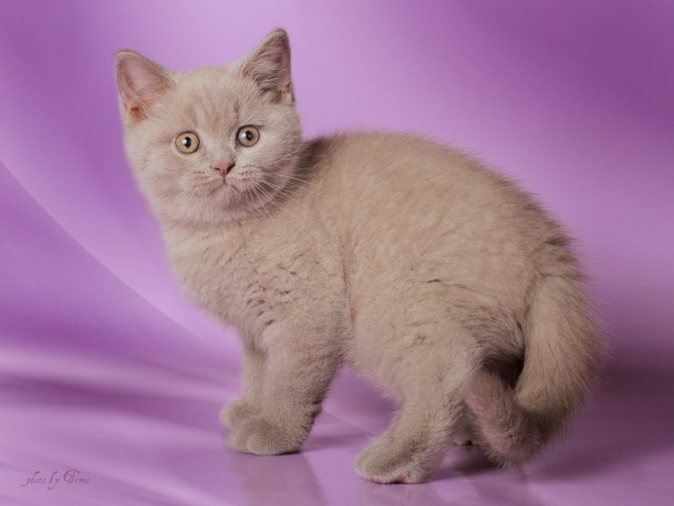 Шотландский скоттиш страйт лиловый