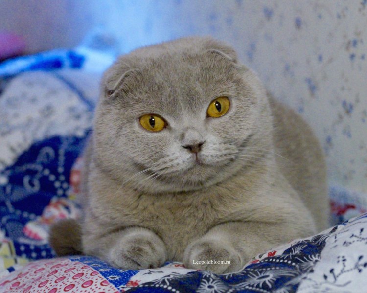 Скоттиш фолд лиловый