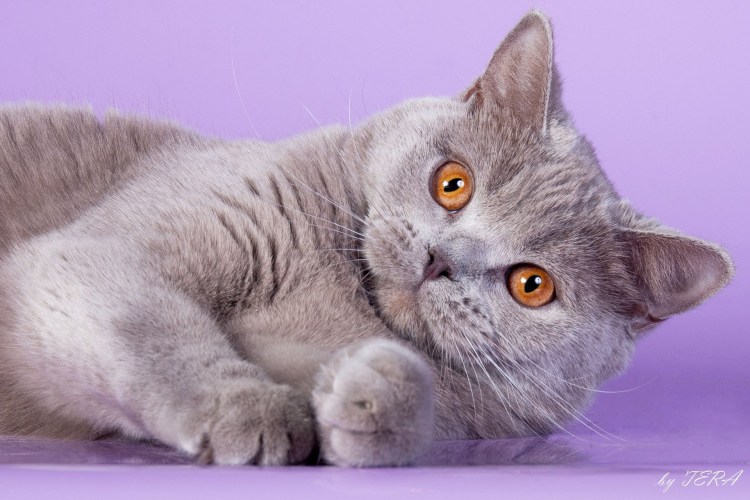 Скоттиш фолд лиловый