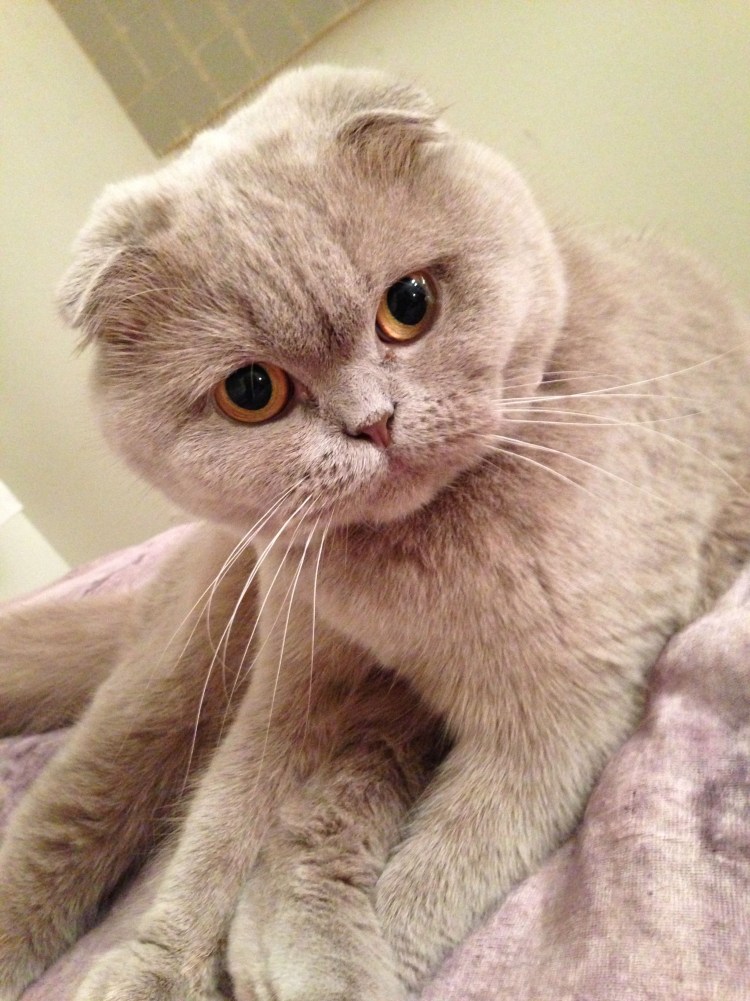 Лиловый британец кот