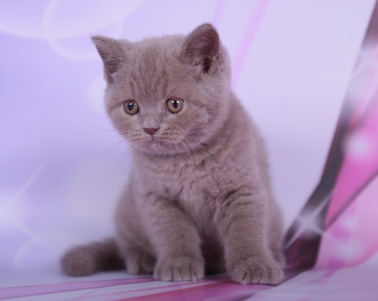 Скоттиш фолд лиловый