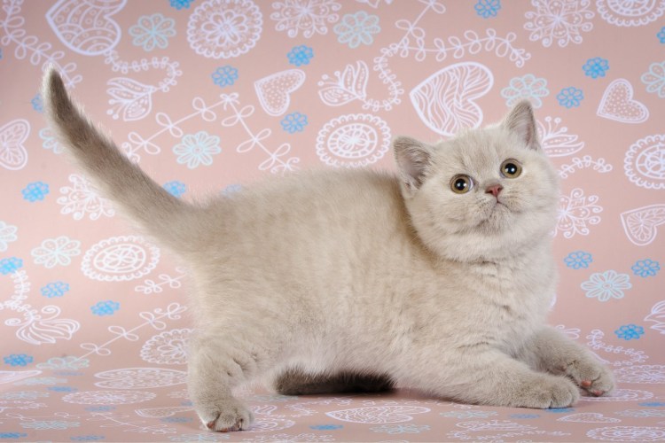 Лиловый окрас шотландских кошек фото