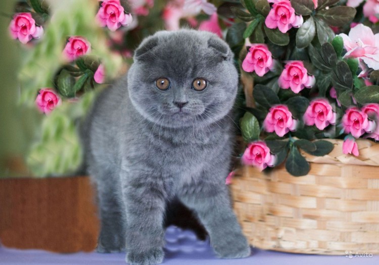 Лиловый британец кот