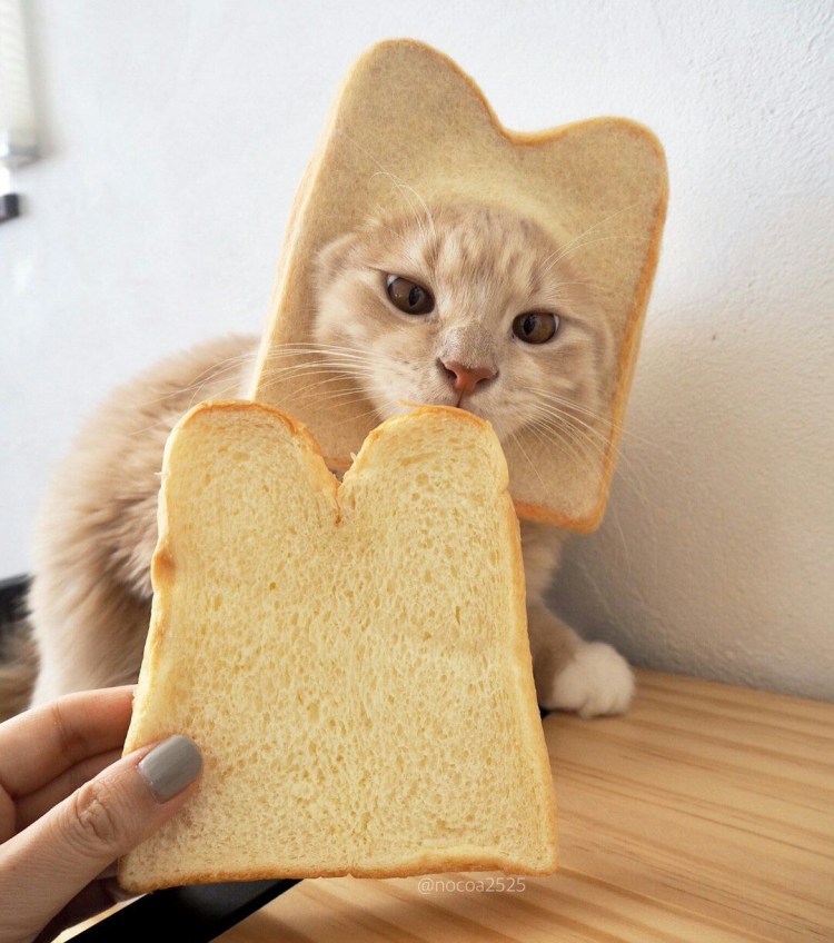 Котик в хлебушке