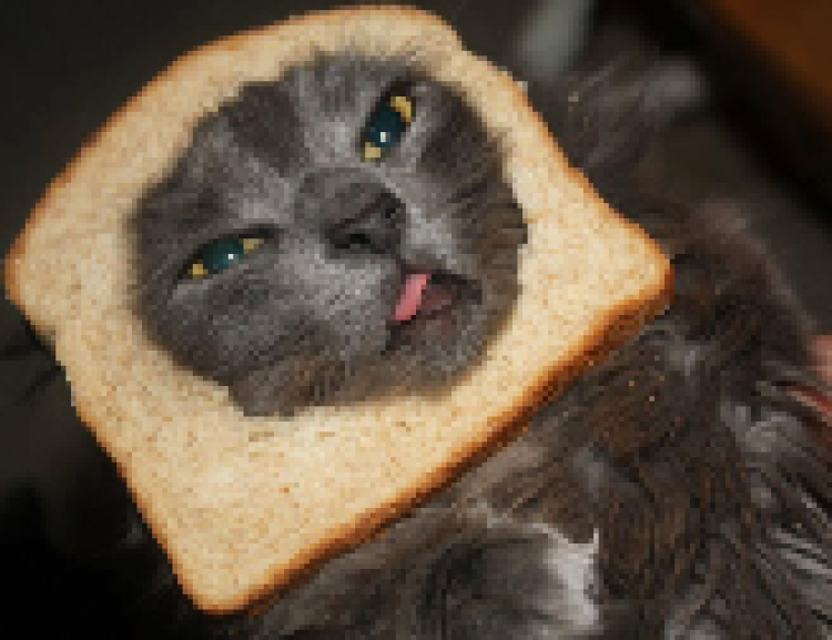 Коты в хлебе