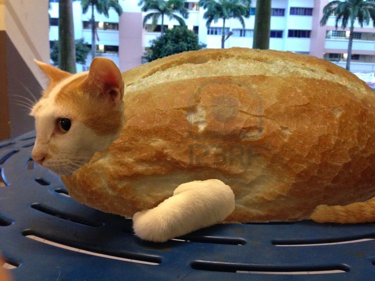 Коты в хлебе