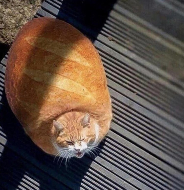 Рыжий кот в хлебе