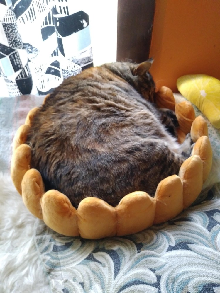 Кот с пиццей на голове