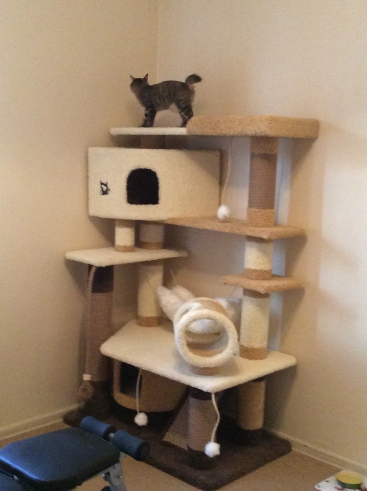 Кошачий домик