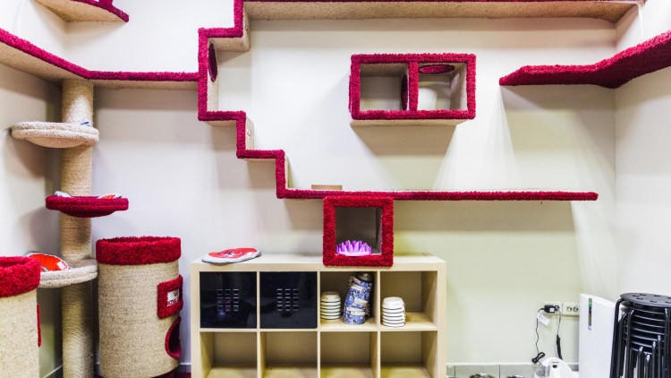 Игровые стеллажи для кошек