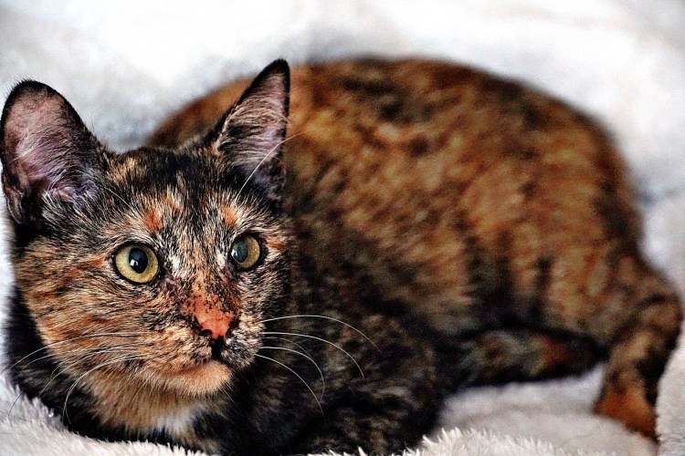 Кот черепахового окраса