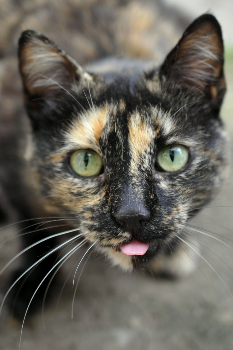 Черепаховая кошка Калико