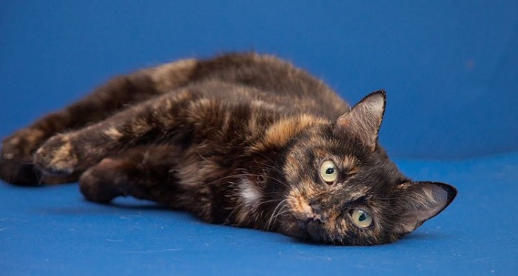 Британская черепаховая кошка