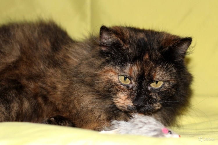 Tortoiseshell Cat порода