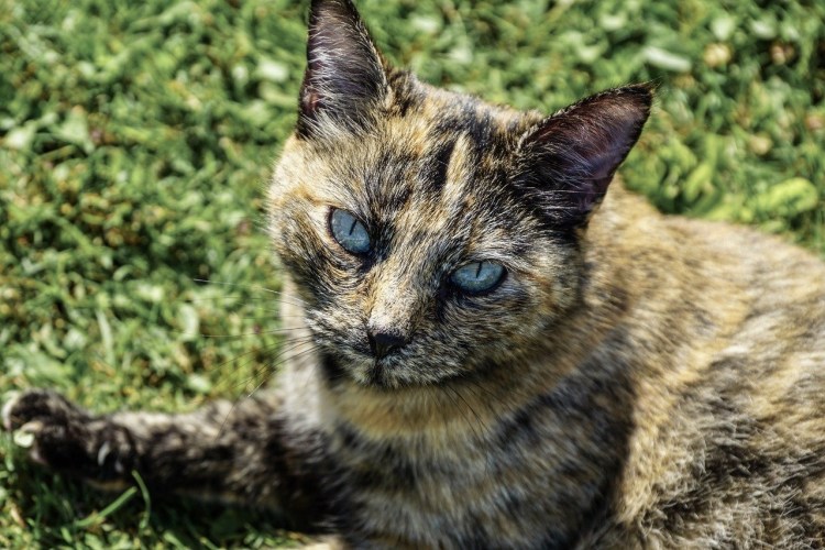 Tortoiseshell Cat порода