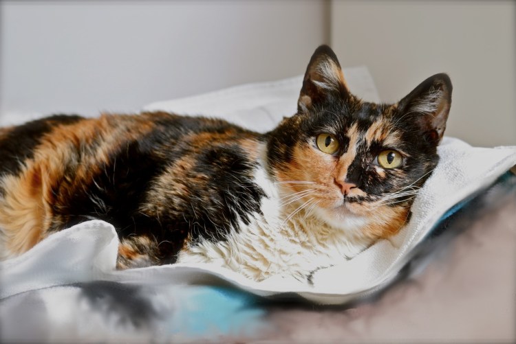 Кошка черепаховый табби