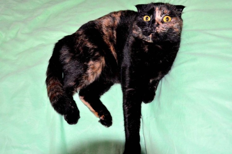 Европейская короткошерстная черепаховая