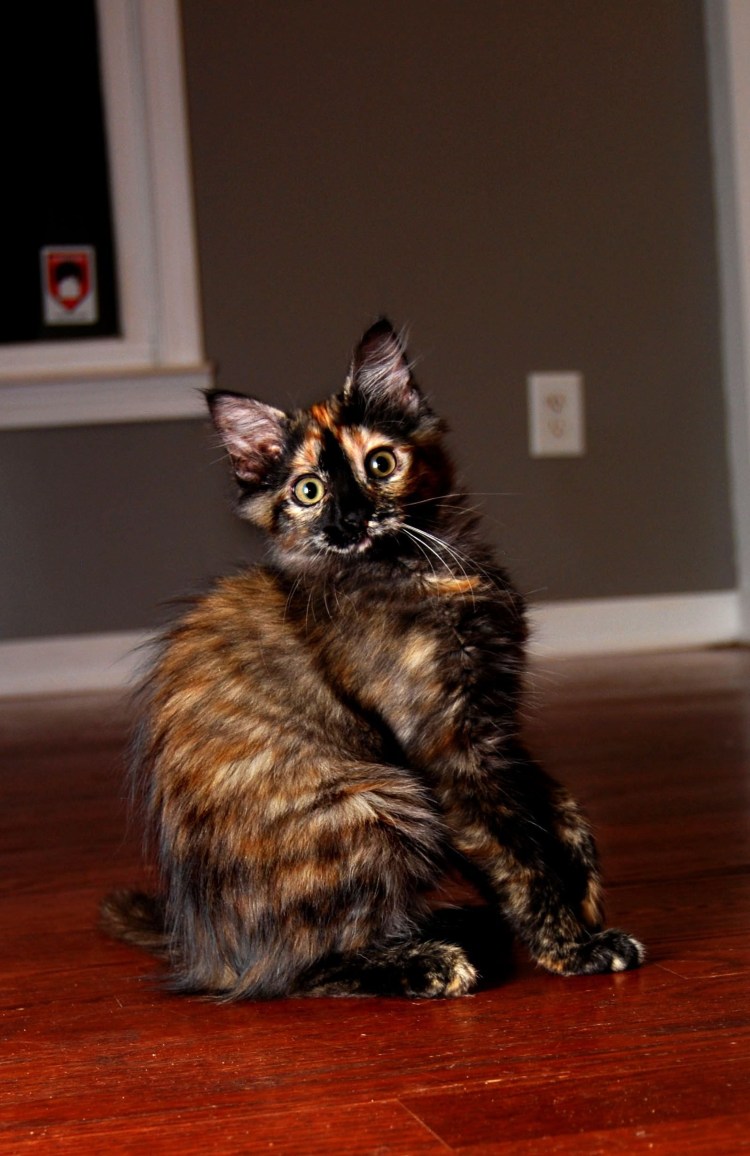 Tortoiseshell Cat порода