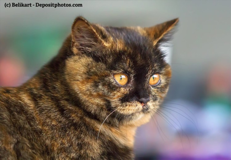 Черепаховая кошка