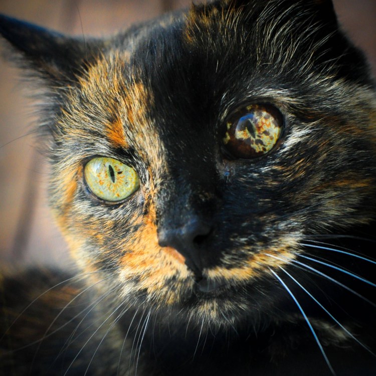 Египетская черепаховая кошка