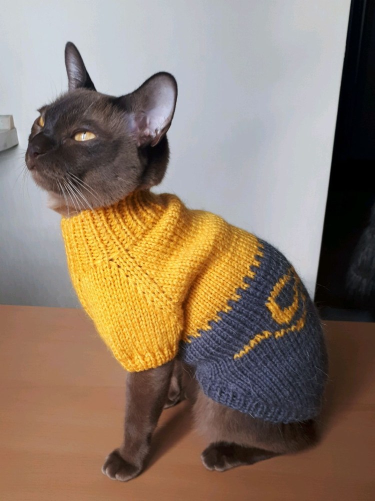 Кот в свитере