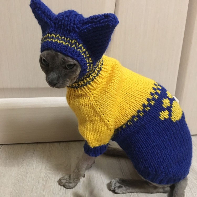 Кот в свитере