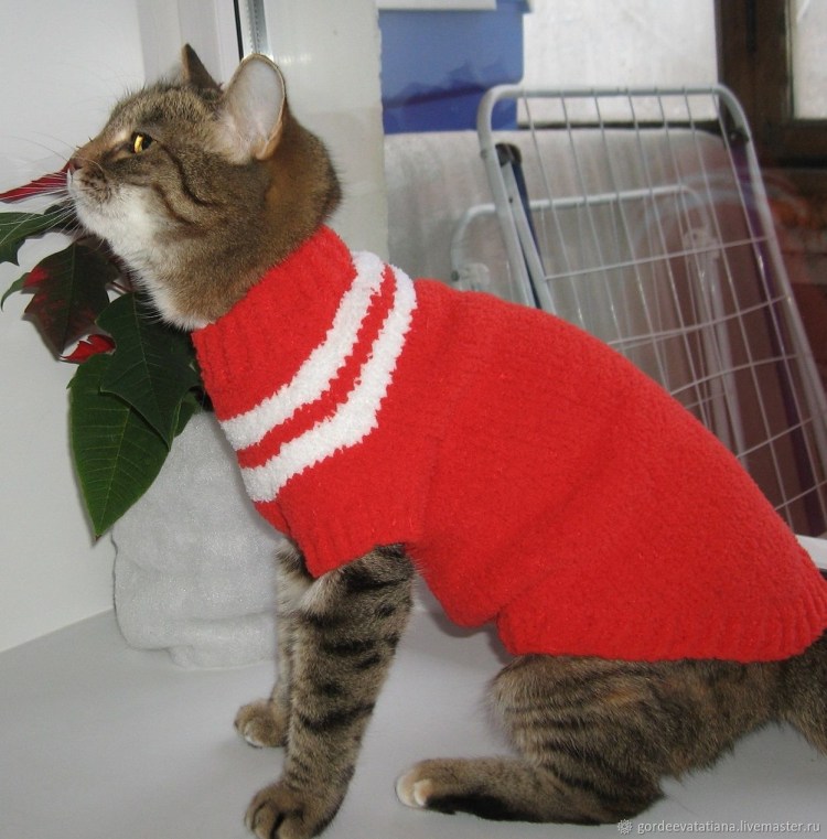 Вязаная одежда для кошек