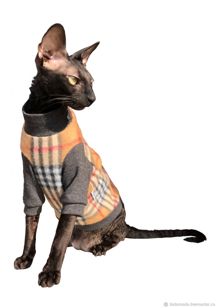 Сфинкс в одежде