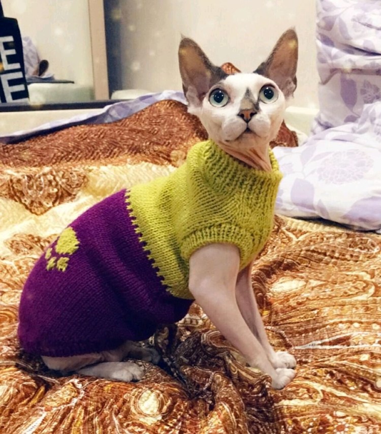 Одежда для кошек