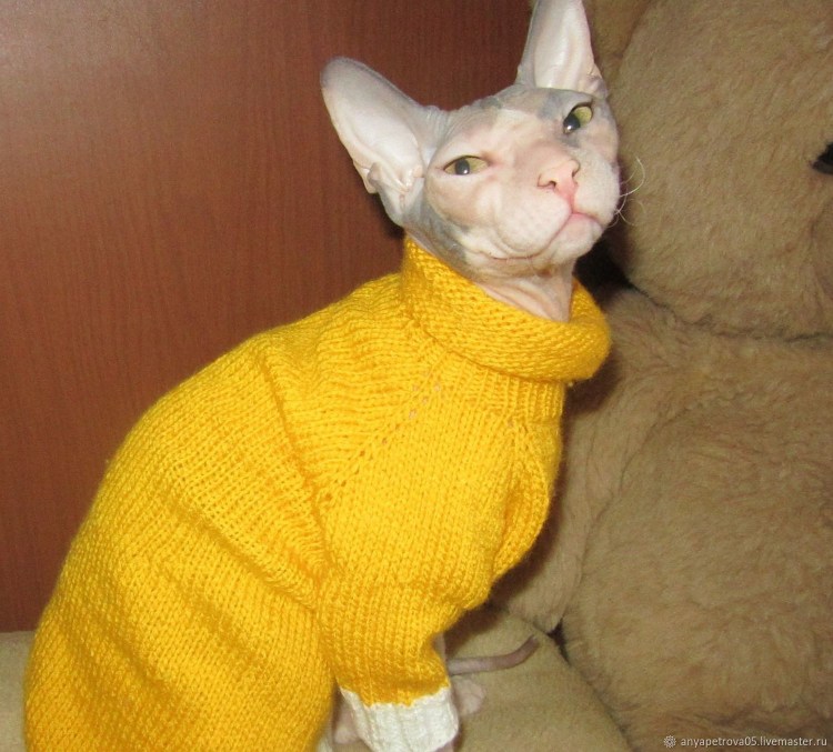 Котята в одежде