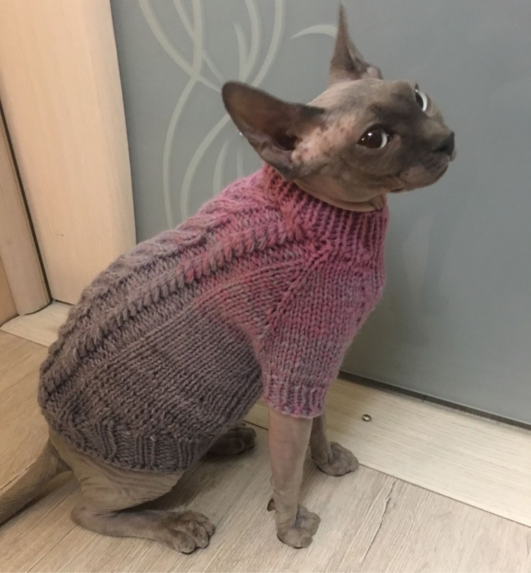 Вязаные жилетки для котов