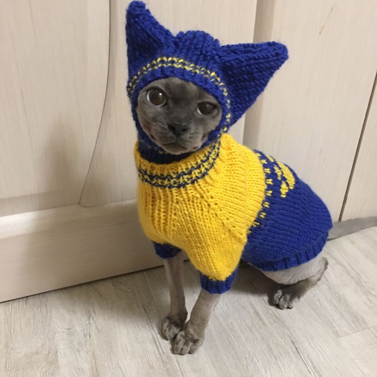 Сфинкс в свитере