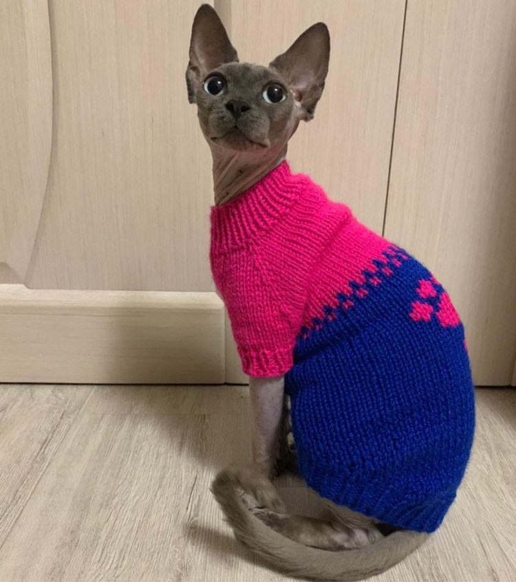 Свитер для кошки