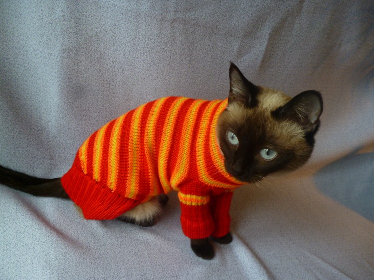 Вязаная одежда для кошек